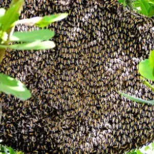 প্রাকৃতিক চাকের মধু – প্রকৃতির খাঁটি মিষ্টতার আসল স্বাদ