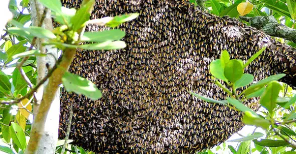 প্রাকৃতিক চাকের মধু – প্রকৃতির খাঁটি মিষ্টতার আসল স্বাদ